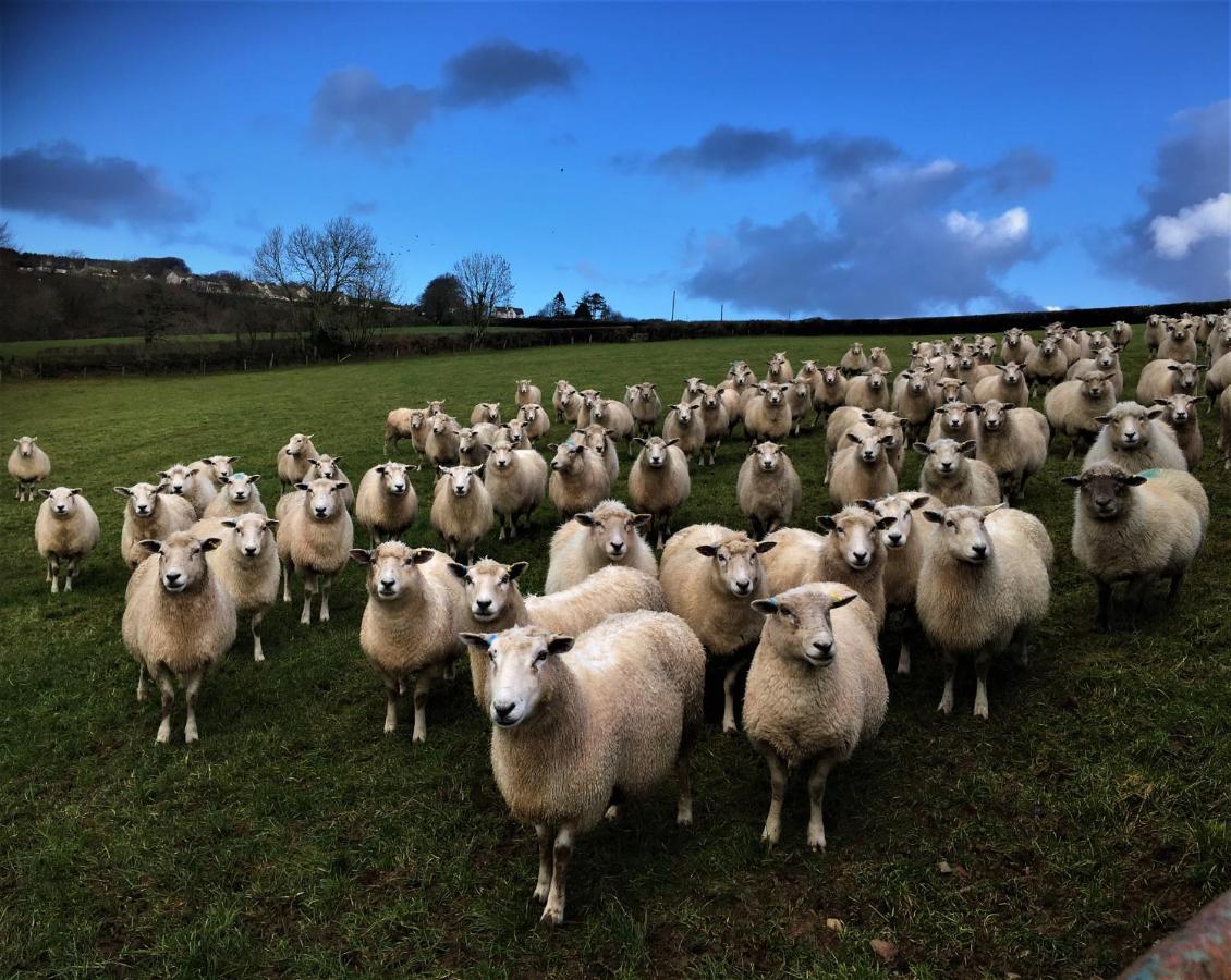 Nantgwynfaen Organic Farm Wales Villa Llandysul Eksteriør bilde